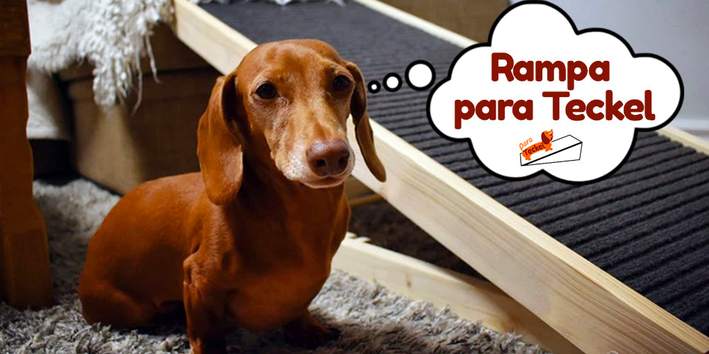 Rampa para Teckel