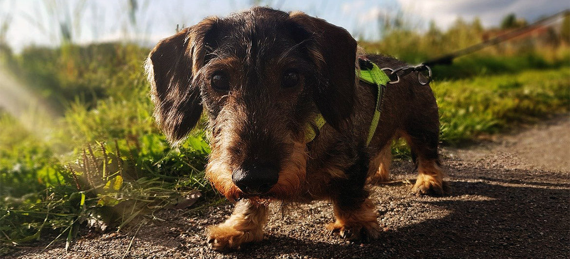 ¿Collar o arnés para Teckel?