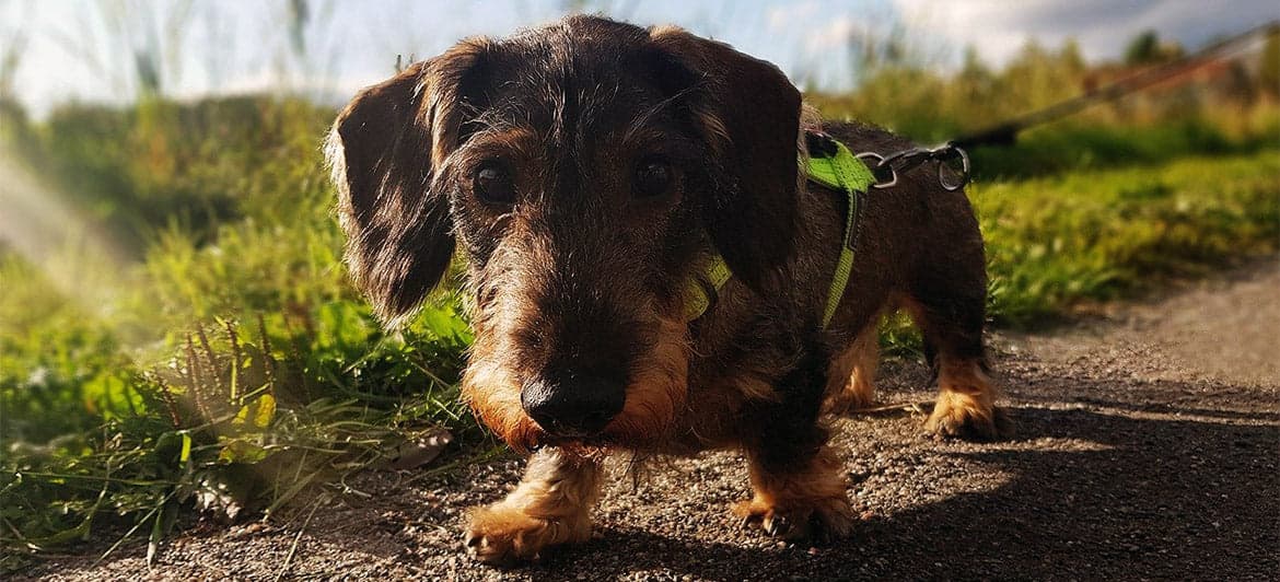 ¿Collar o arnés para Teckel?