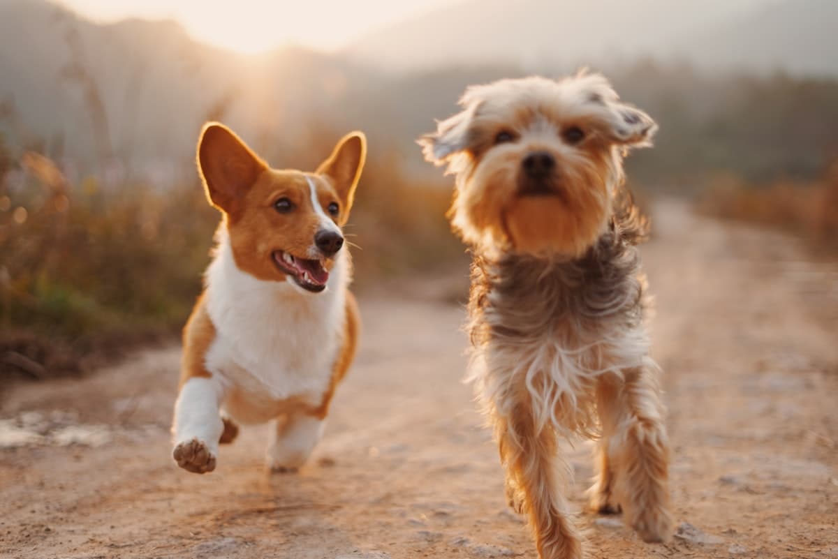 Cachorro Teckel: cuidados básicos