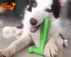 Mordedor LIMPIADIENTES para tu perro - Galería 2