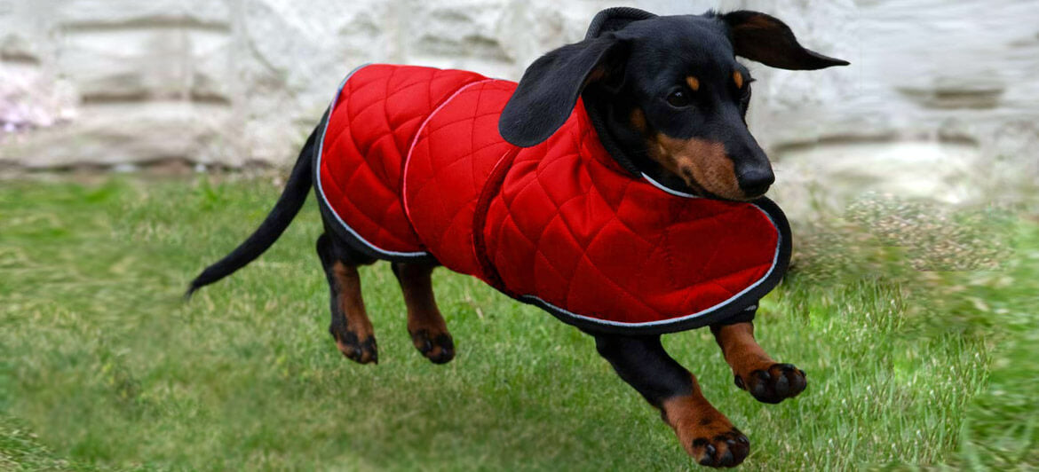 Ropa de perro salchicha, disfraces de perro salchicha para perros medianos,  pequeños y grandes, abrigo de perro salchicha para clima frío, abrigo frío