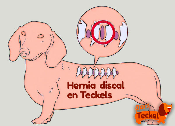 Hernia discal en Teckel