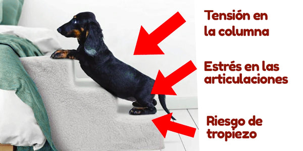 Riesgo de escaleras para Teckel