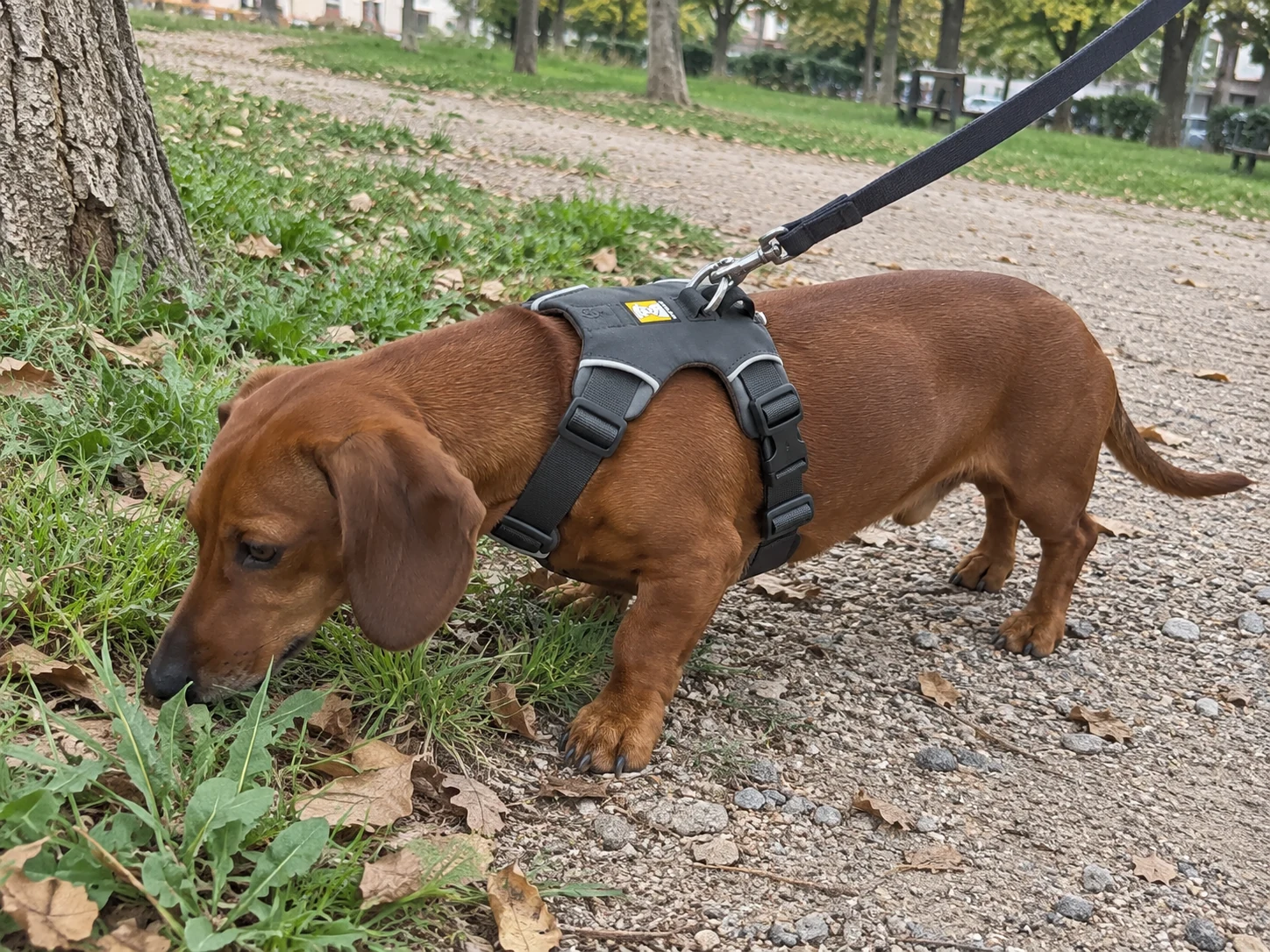 Teckel de pelo corto con el arnés Ruffwear Front Range gris durante un paseo